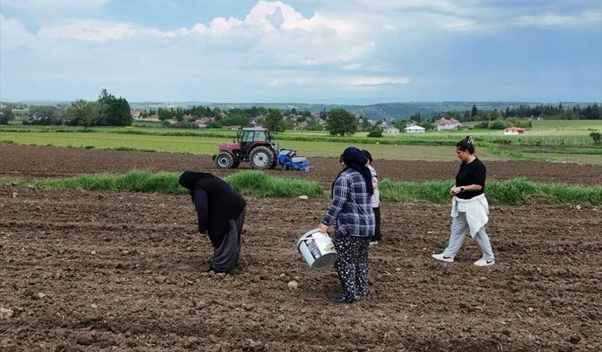 Samsun'da Büyükşehir Belediyesi desteğiyle Ladik fasulyesi üretimi artıyor