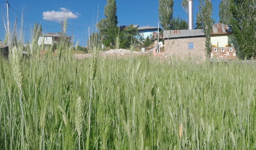 Alucra'da deneme amaçlı ata tohumu buğday ekildi