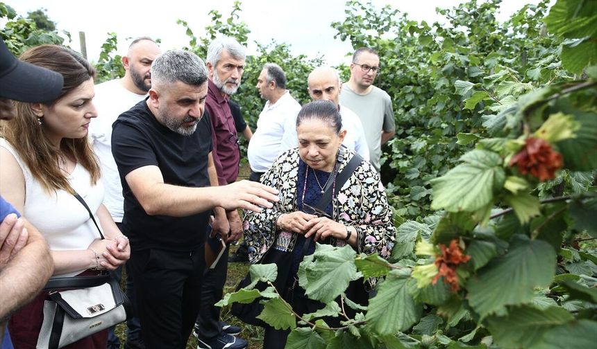 Giresun'da fındıkta dikim sistemleriyle ilgili tarla günü etkinliği düzenlendi