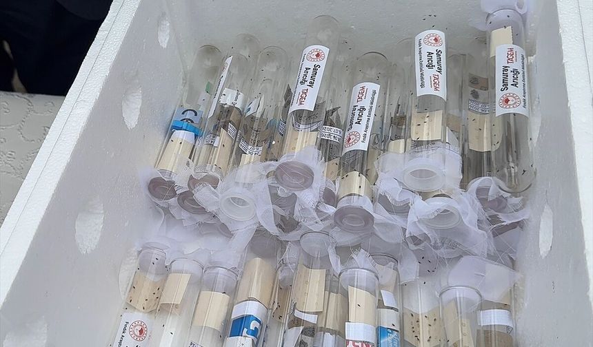 Giresun'da kahverengi kokarcaya karşı doğaya 1000 samuray arısı salındı