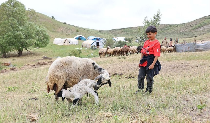 Göçerlerin yüksek rakımlı yaylalardaki mesaisi sürüyor
