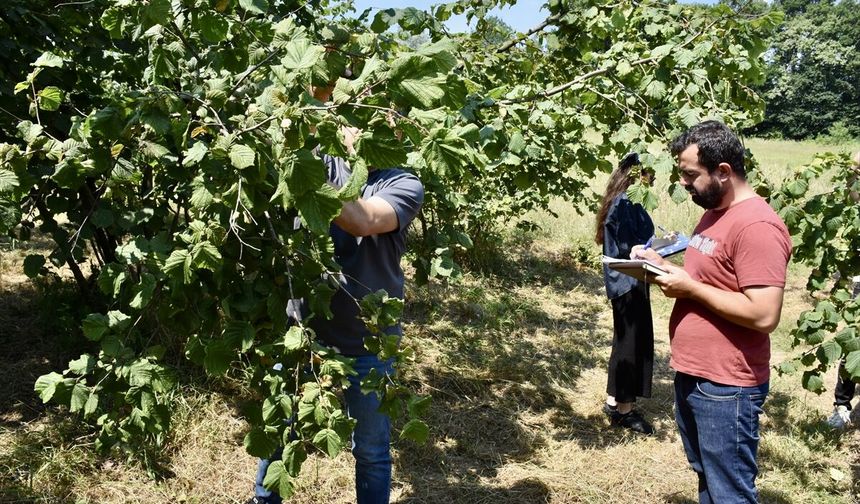 Ordu'da fındıkta tahmini rekolte tespit çalışmalarına başlandı