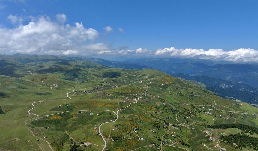Trabzon'da orman gülleri Taşlıoba Yaylası'nı renklendirdi