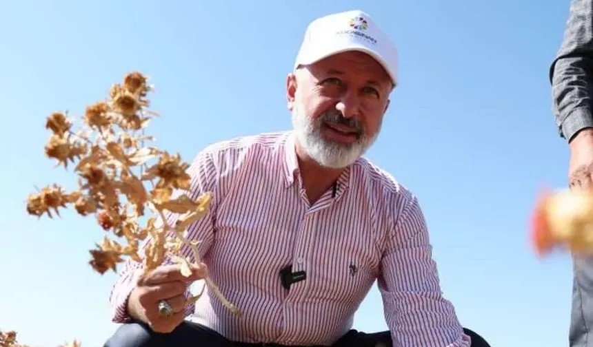 Kayseri Kocasinan'da aspir hasadı başladı