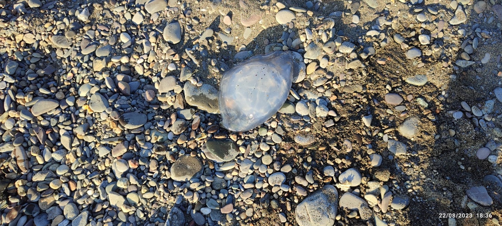 WhatsApp Image 2023-08-23 at 15.32.36