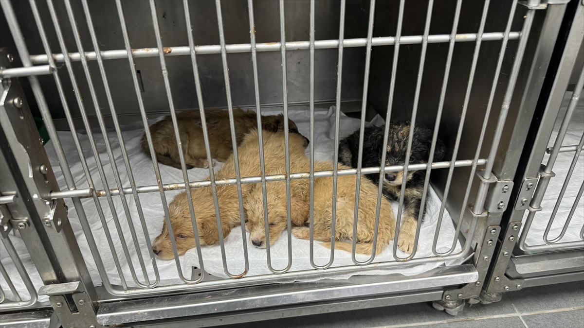 Silahla Vurulmuş Haldeyken Doğum Yapan Köpek Tedavi Altına Alındı