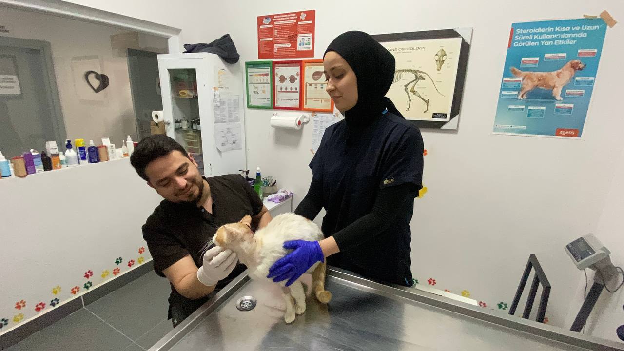 Zonguldak'ta Beslenmekte Zorlanan Yaralı Kediye Metal Diş Kaplaması Yapıldı