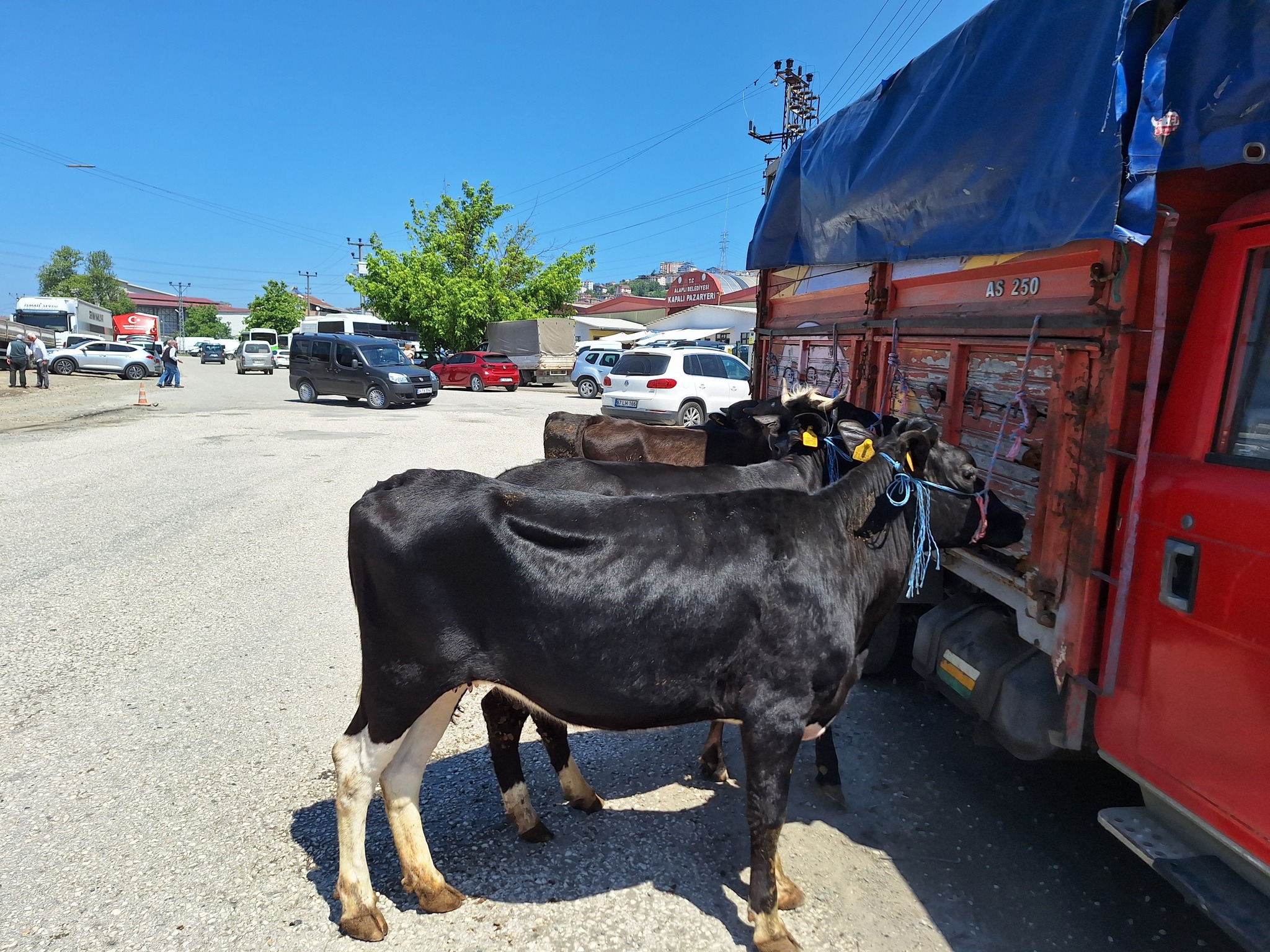 Kurban (2)