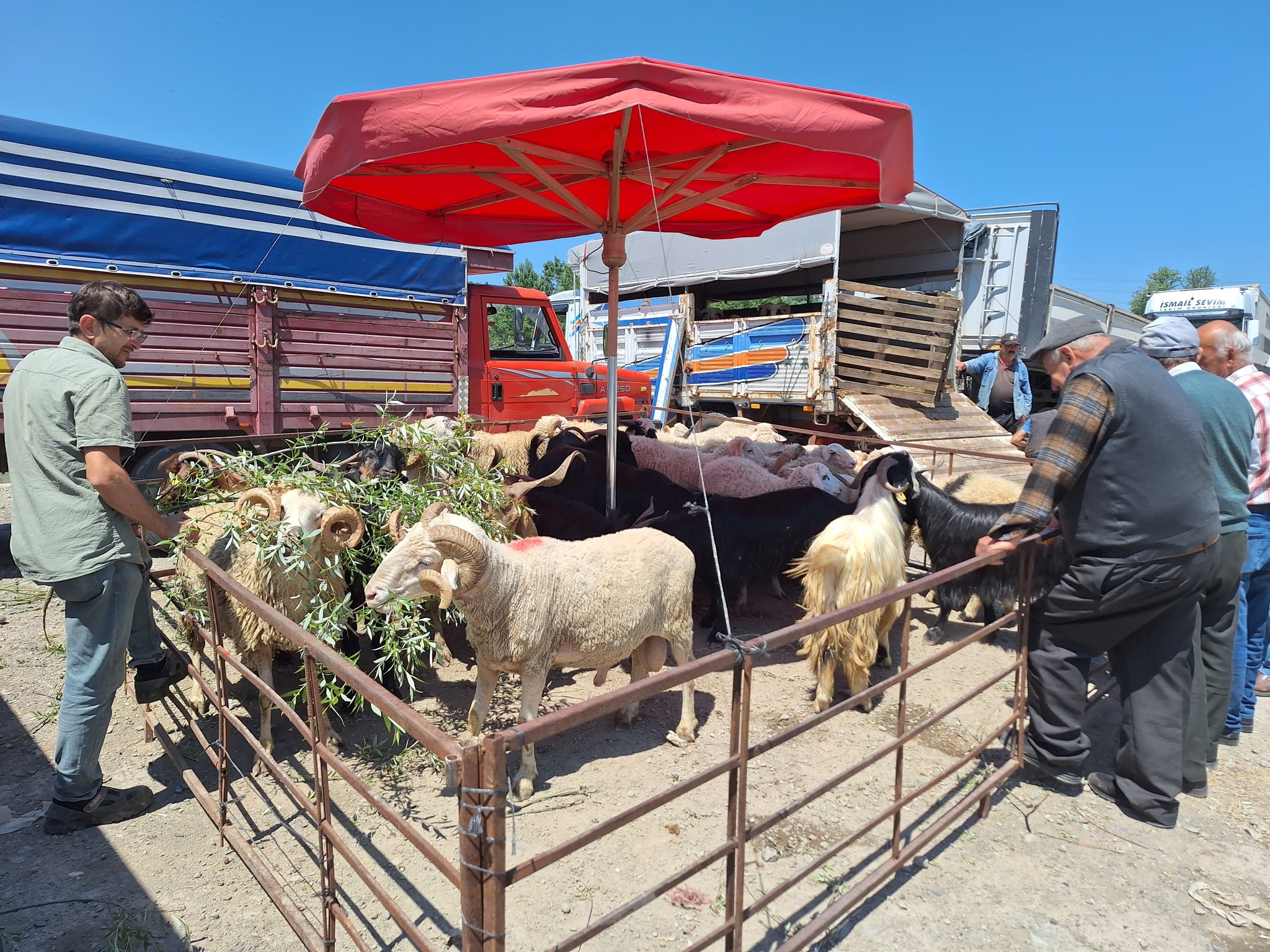 Kurban (4)