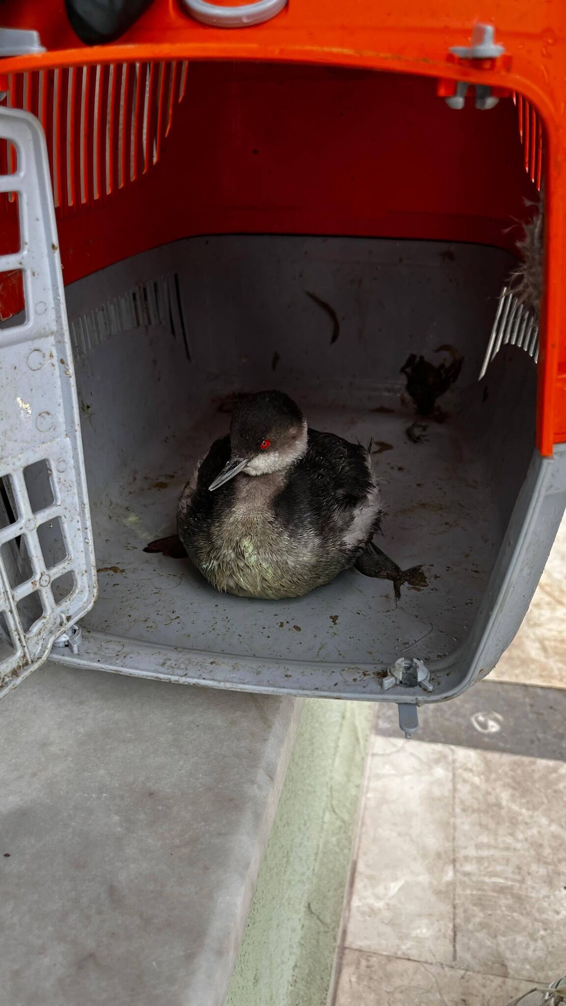 S A H İ P Ç I K T I2