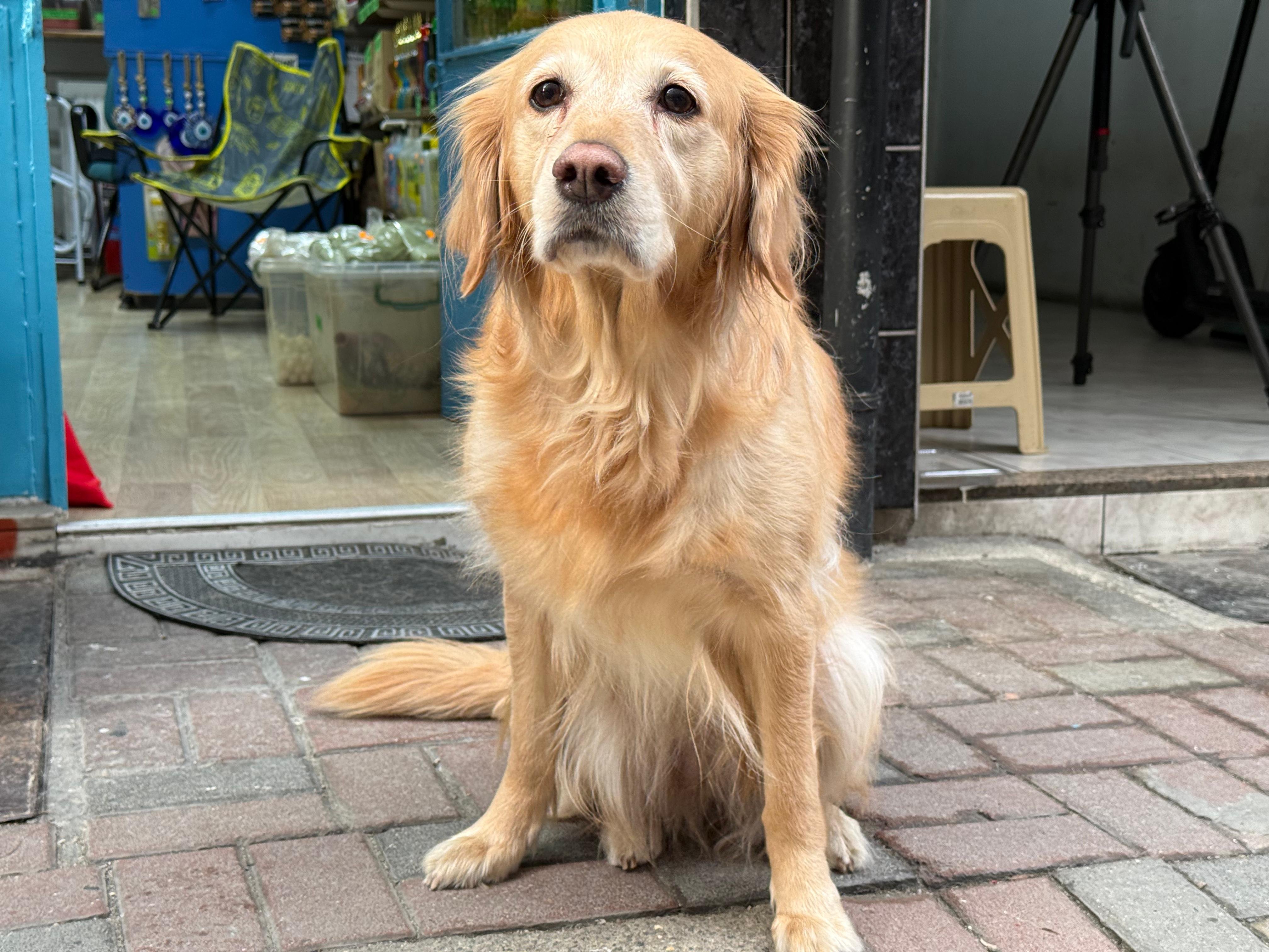 A A 20260404 41009481 41009480 H A S T A L I G I N A T A N I K O N U L A M A Y A N K O P E K S E V G I N I N G U C U Y L E H A Y A T A B A G L A N D I