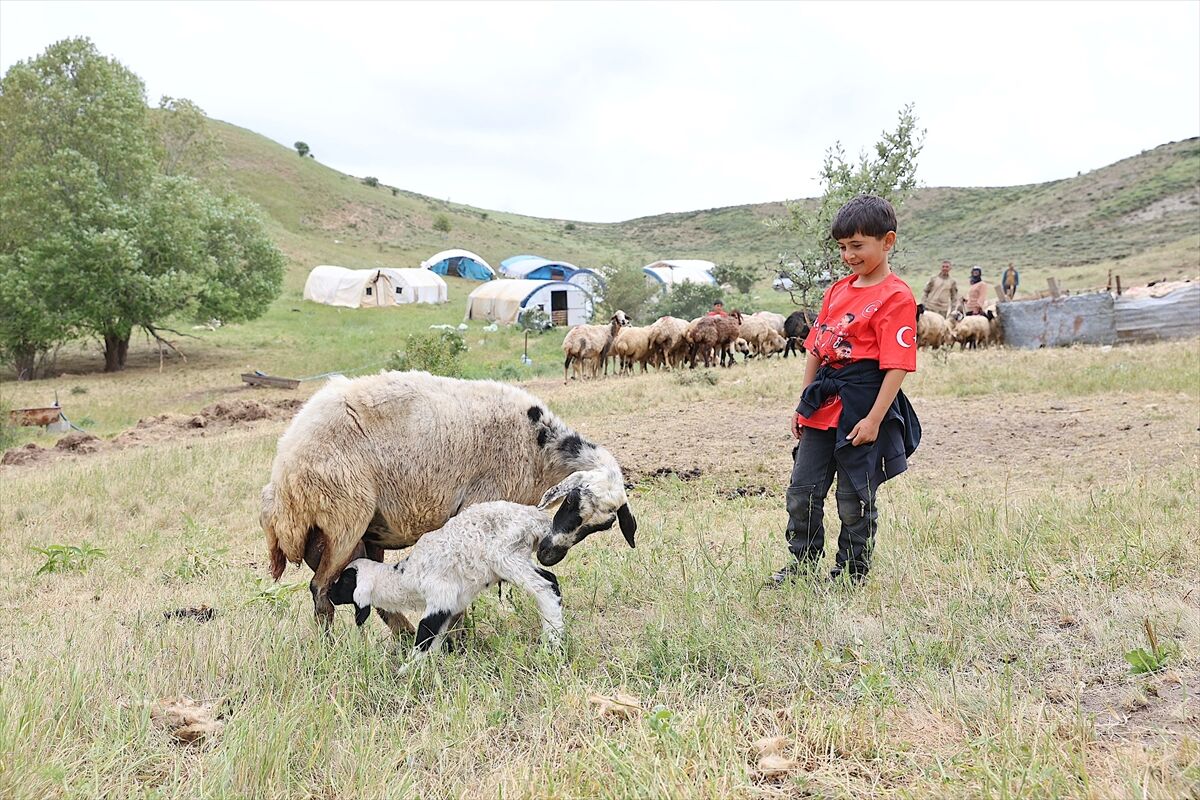 Göçerlerin yüksek rakımlı yaylalardaki mesaisi sürüyor