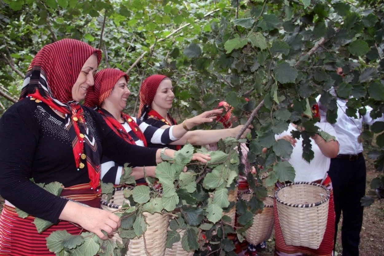 FINDIK HASADI TARİHLERİ BELLİ OLDU
