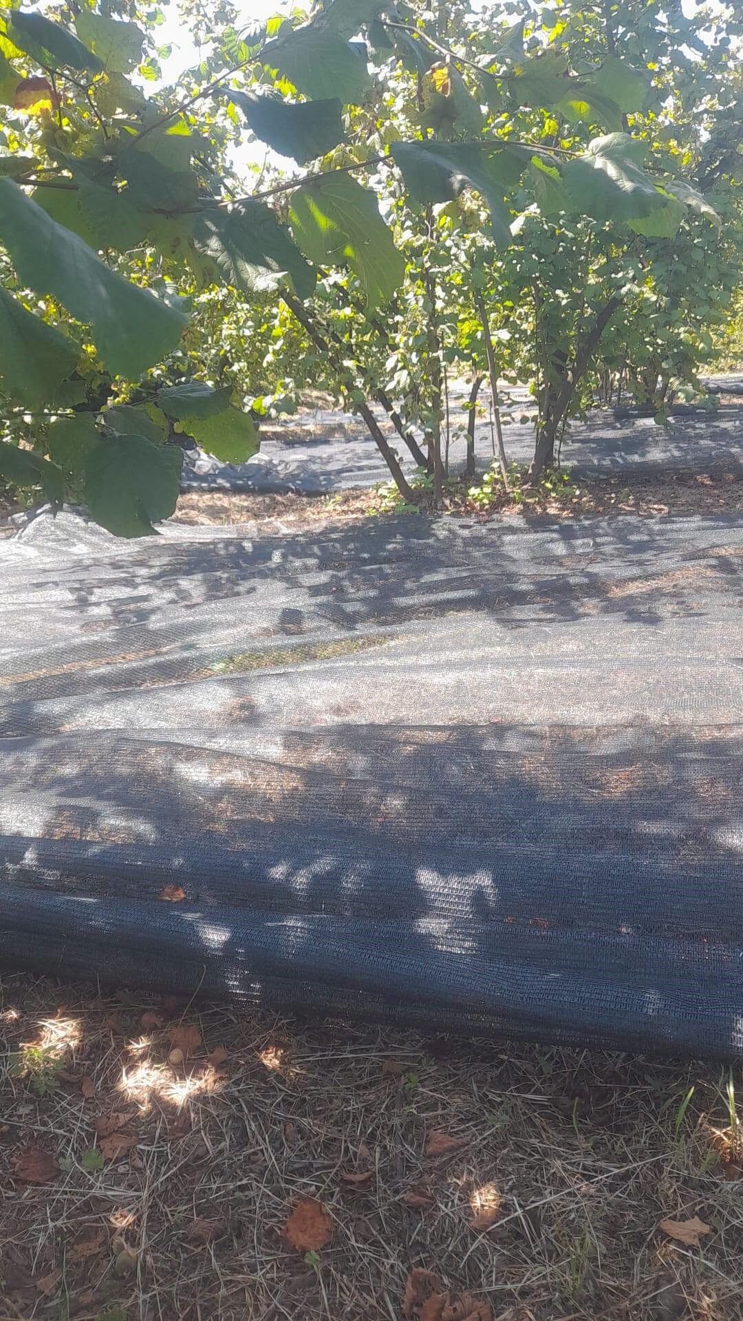 Fındık Kamera2