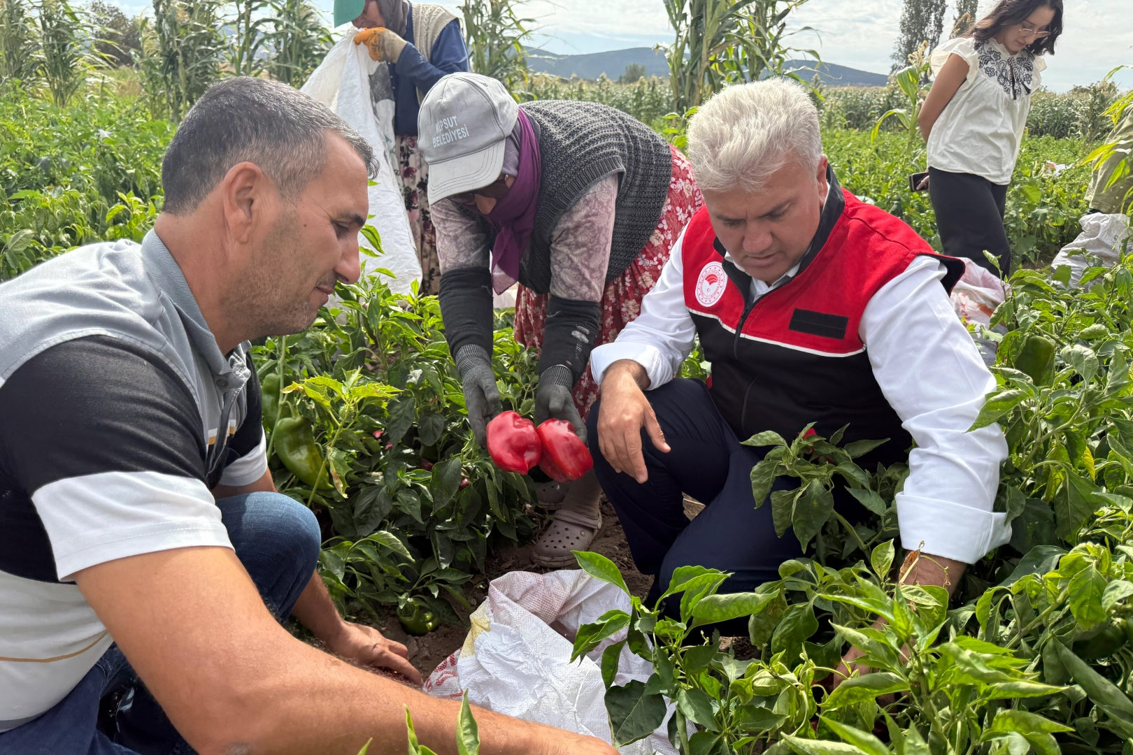 AK Partili Canbey, Kepsut'ta kapya biber hasadına katıldı